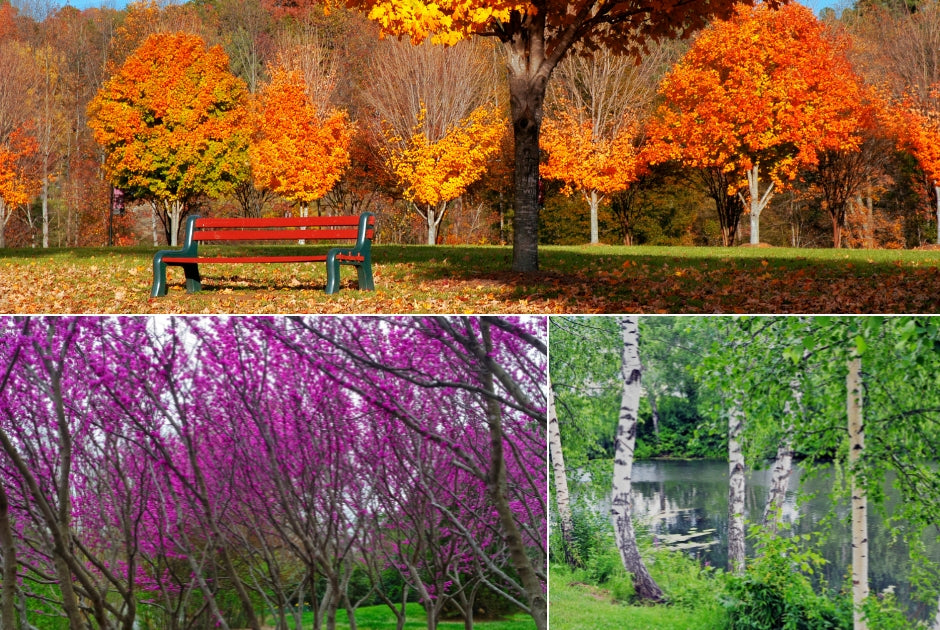 Spring Grove Trees Trees for Grove Plantings | Bower & Branch
