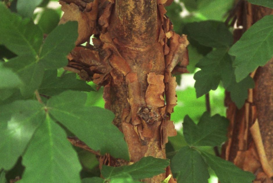 Unique Trees for Your Landscape