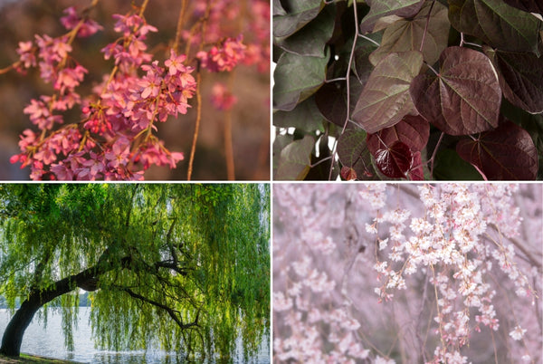 Shop and Plant Landscape Ready weeping trees in your garden and landscape today