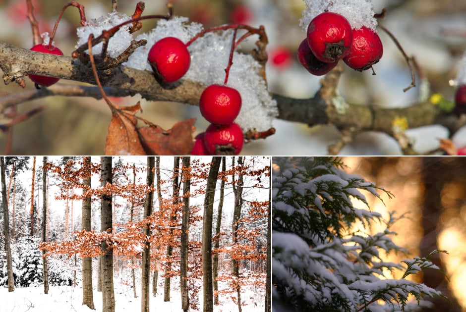 Winter Interest Trees and Plants
