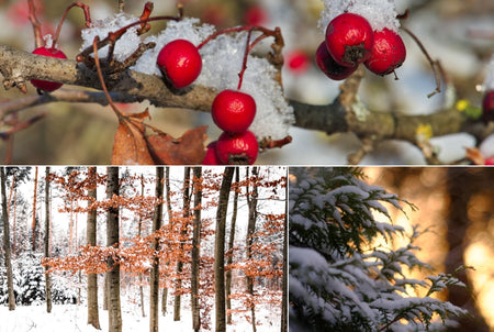 Plant trees for winter interest in your garden and landscape!