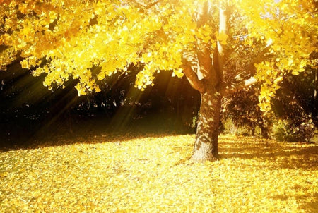 Beautiful tree with bright yellow fall leaves as the sun shine through