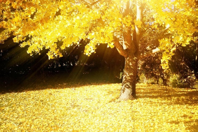 Beautiful tree with bright yellow fall leaves as the sun shine through