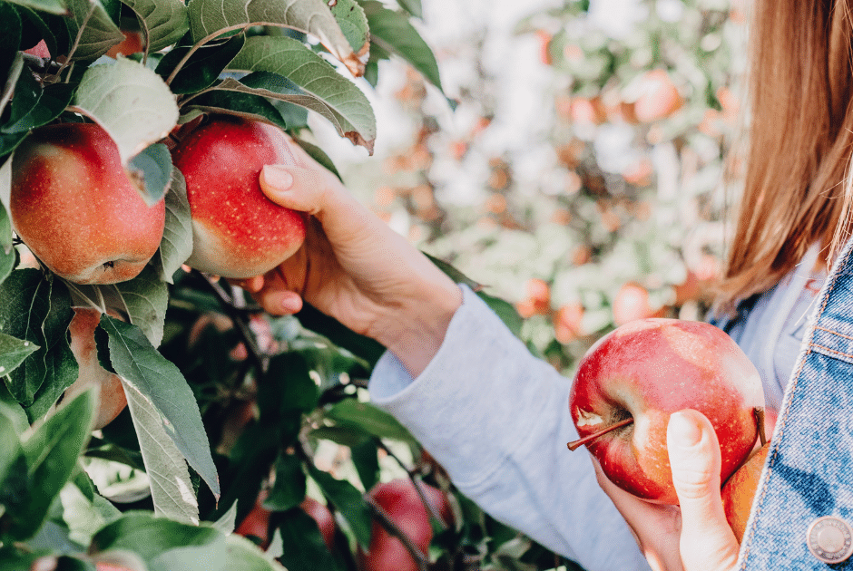 Grow your own apples trees for a fresh, homegrown harvest