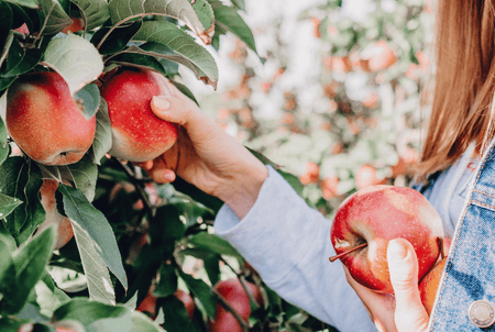 Grow your own apples trees for a fresh, homegrown harvest