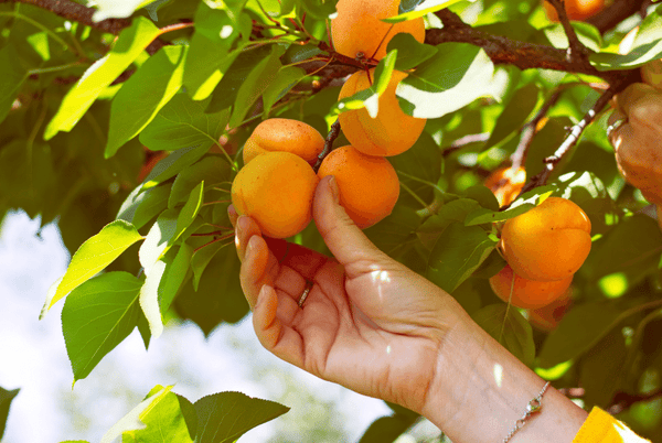 Grow your own apricots and each them fresh of the branch in your backyard