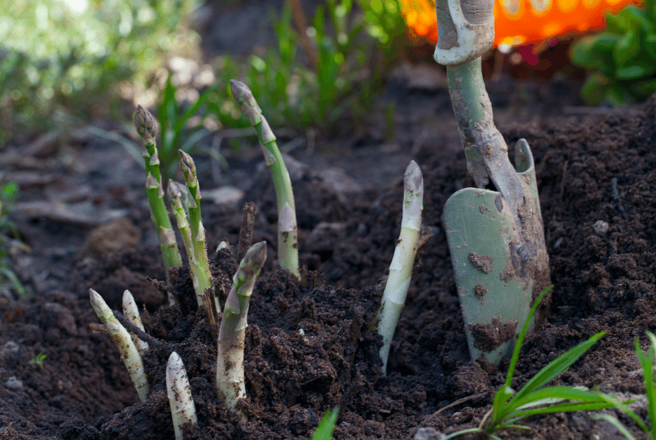 Asparagus