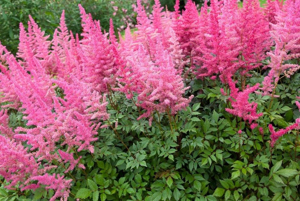 Plant astilbe in your garden today