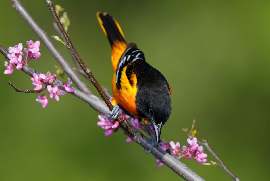 Native & Beneficial Trees for Birds