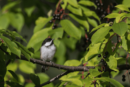 Audubon native fruit and edible trees for birds