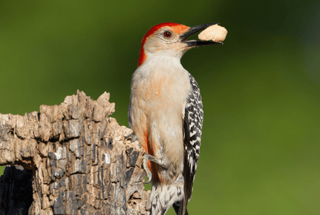 Audubon native edible trees for birds