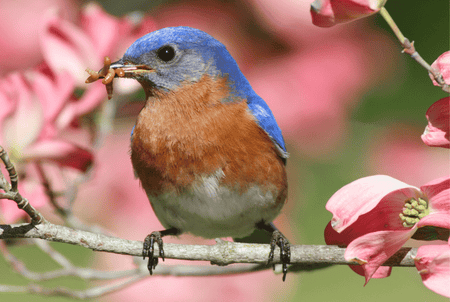 Audubon native flowering trees are beautiful and beneficial for your garden
