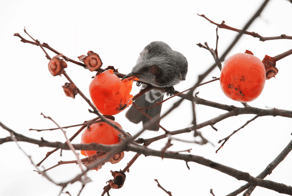 Audubon native fruit trees are great for birds, you and other wildlife