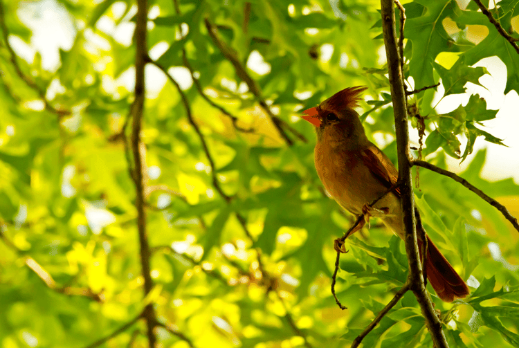 Oak trees certified by Audubon Bird Society from Bower & Branch.