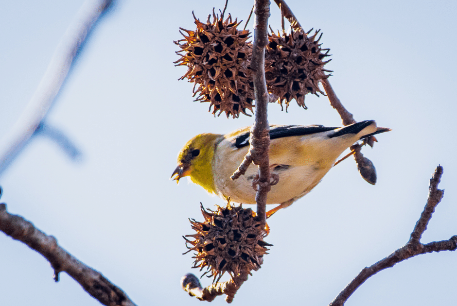 Audubon native shade trees for your landscape and birds