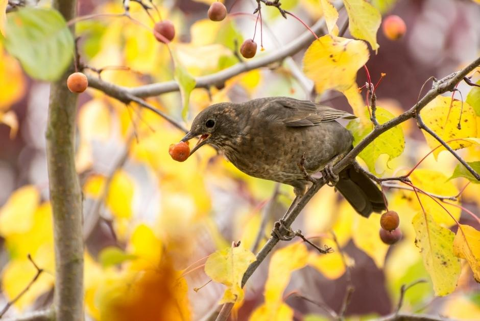 Audubon® Native Trees
