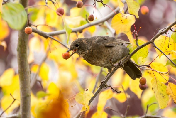 Plant better for birds with Audubon Native Trees