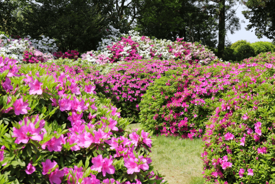 Azalea Shrubs