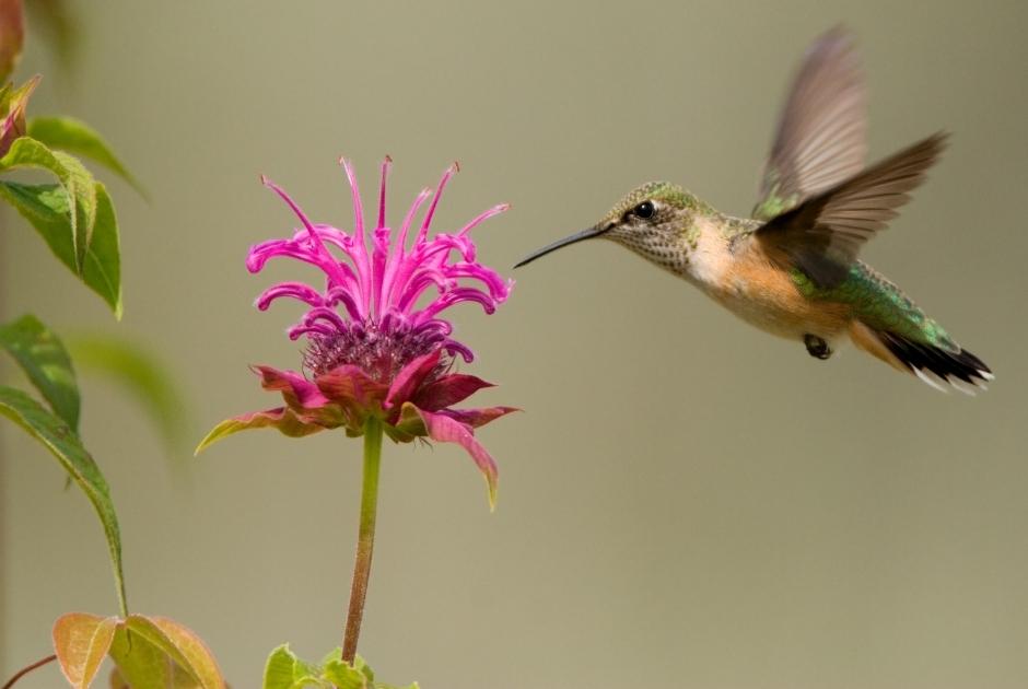 Bee Balm