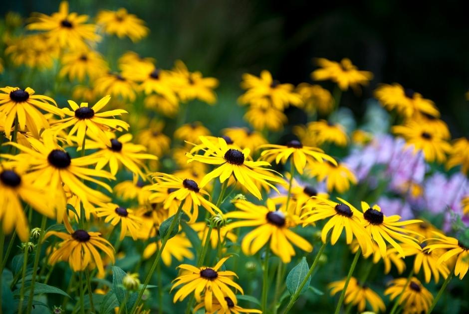Black-Eyed Susan