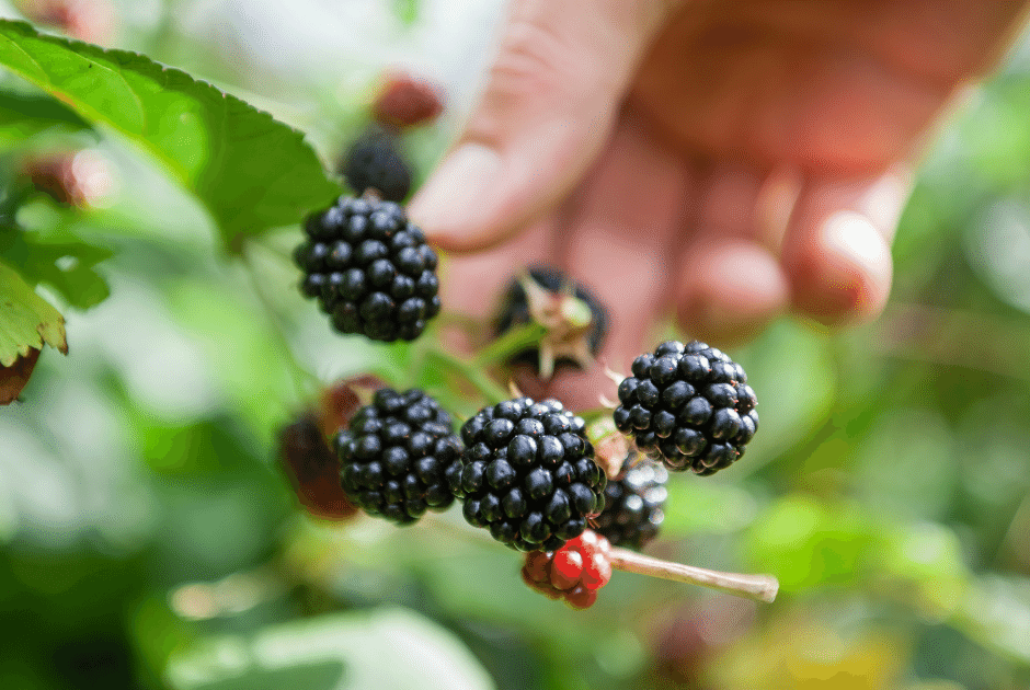 Blackberry Bushes