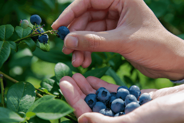 Grown and pick your own blueberries fresh from your backyard