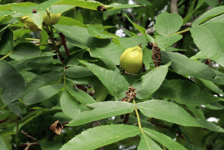 Butternut Trees