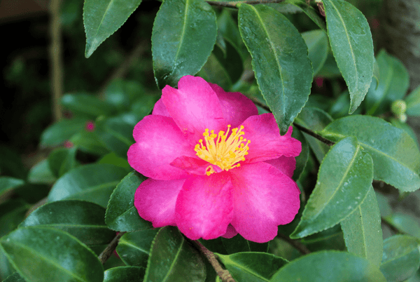 Kanjiro Camellia in bloom.