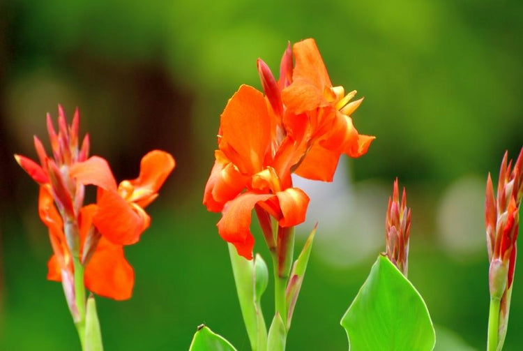 Plant canna for a tropical feel in your garden