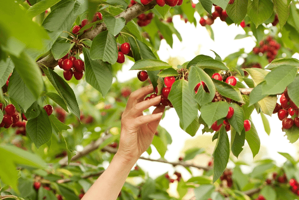 Nothing sweeting than picking your cherries of your homegrown cherry trees!