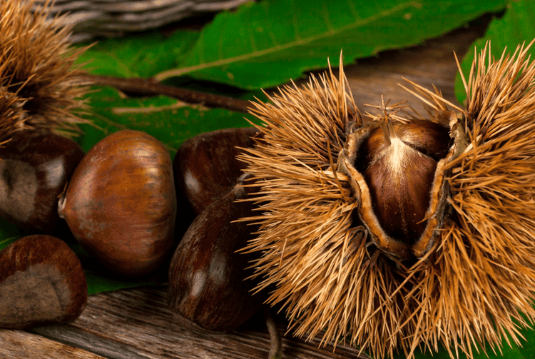 Chestnut Trees