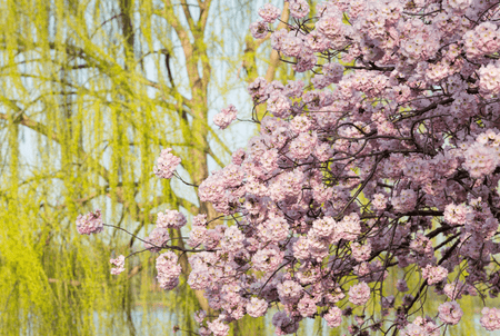 A willow tree and a flowering cherry tree, these are favorite trees among many landscapes!