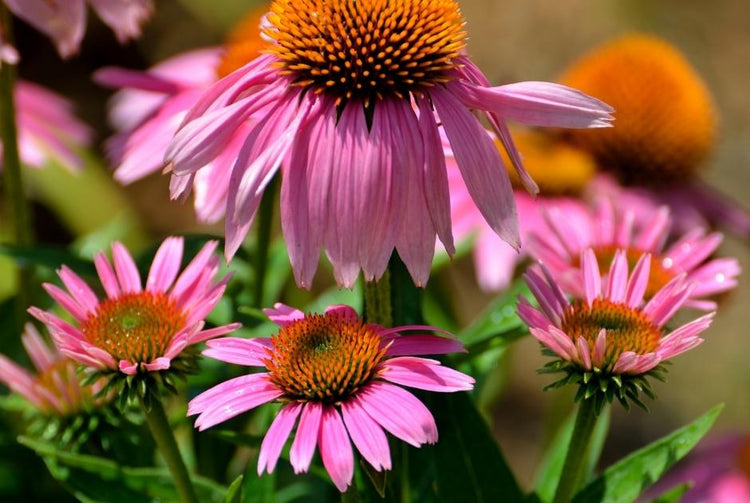 Coneflower