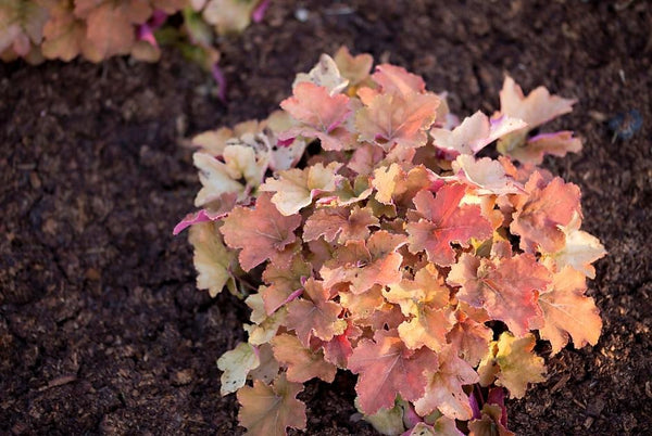 Coral Bells