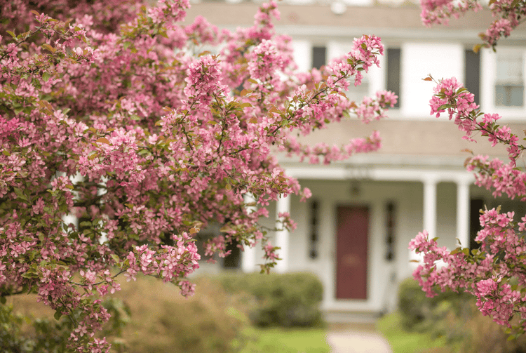 Crabpple trees make the best ornamental trees for any garden and landscape