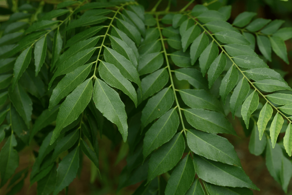 Curry Leaf Plant