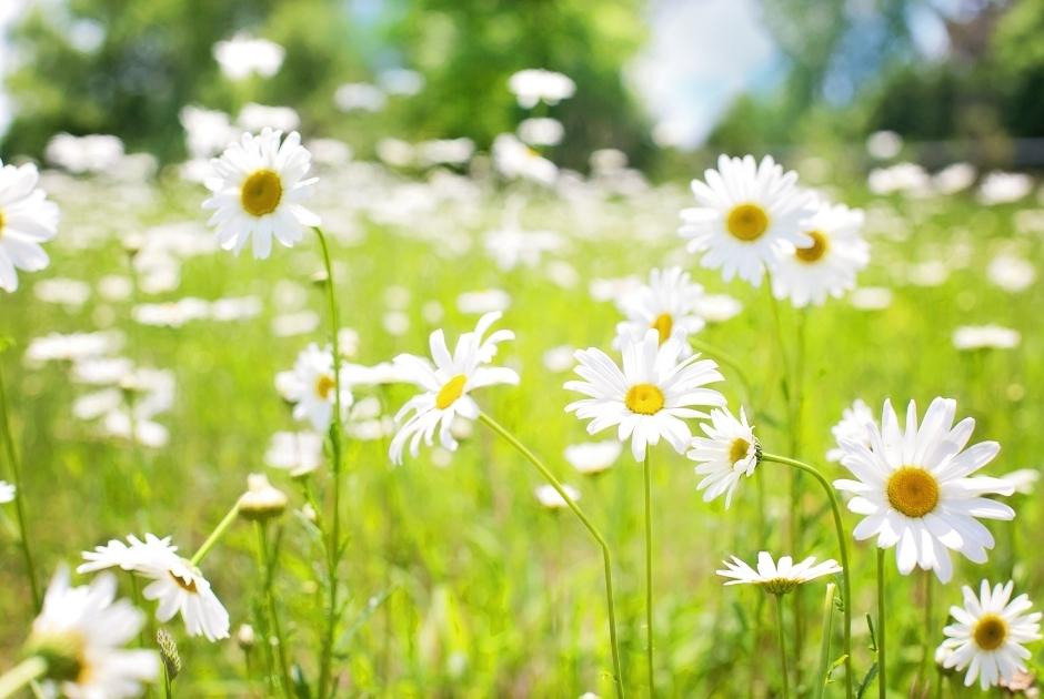 Daisy