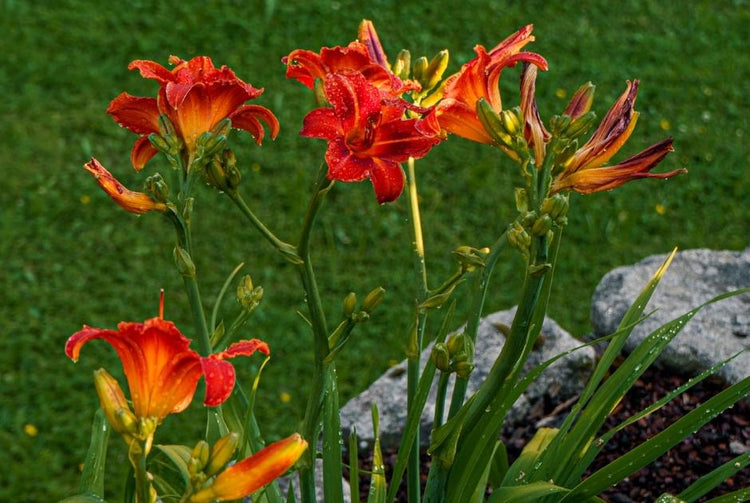 Daylily