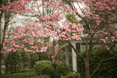 Dogwoods trees are the perfect home landscape tree!