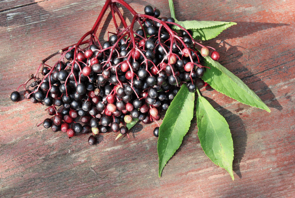 Elderberry Bushes