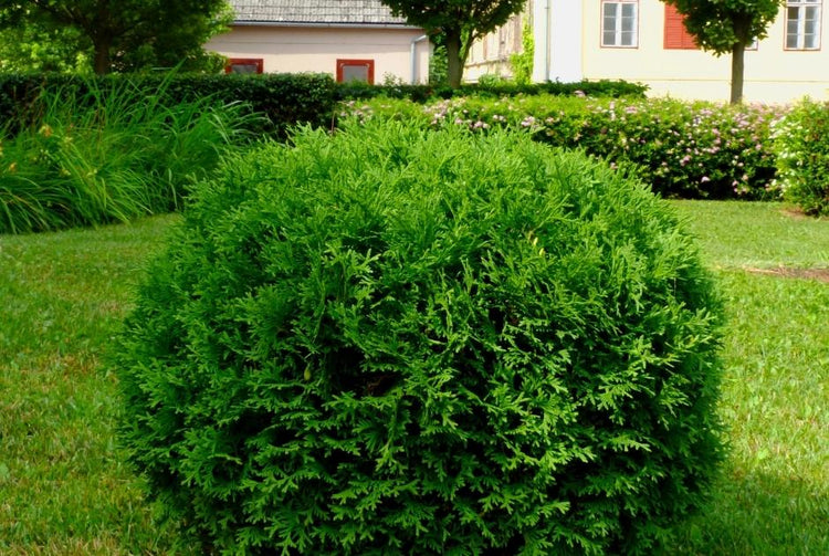 Evergreen Arborvitae Shrubs