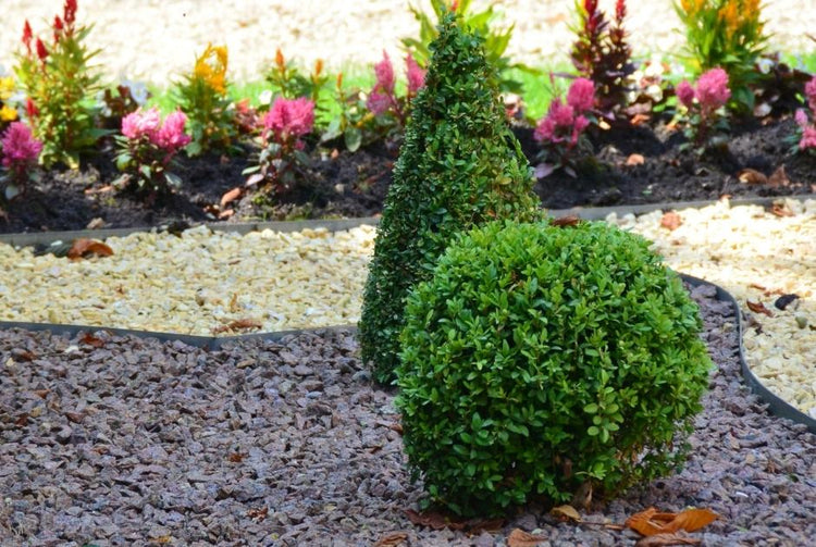 Evergreen Boxwood Shrubs