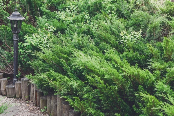 Plant evergreen shrubs and hedges for a formal, all year round look