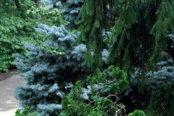 Evergreen trees add texture and year long green to your landscape