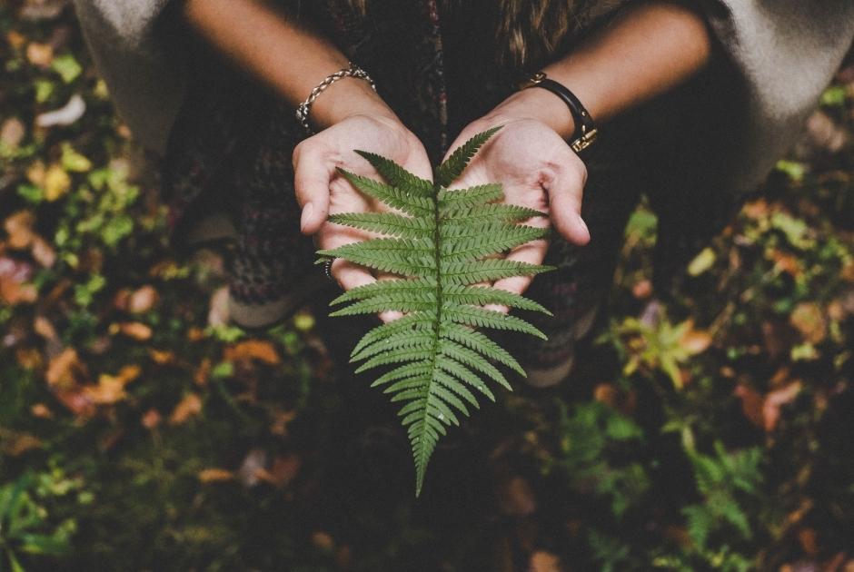 Ferns