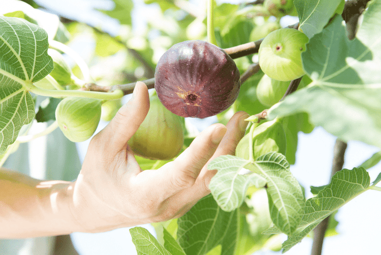 Fig Plants