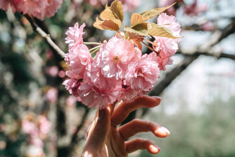 Flowering Cherry Trees welcome spring in all landscapes