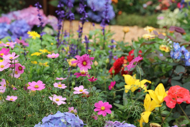 Flowering Perennials in Bulk