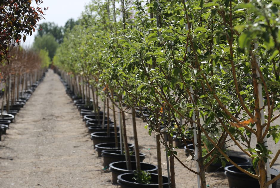 Grower Favorites - End of Spring Blow Out!