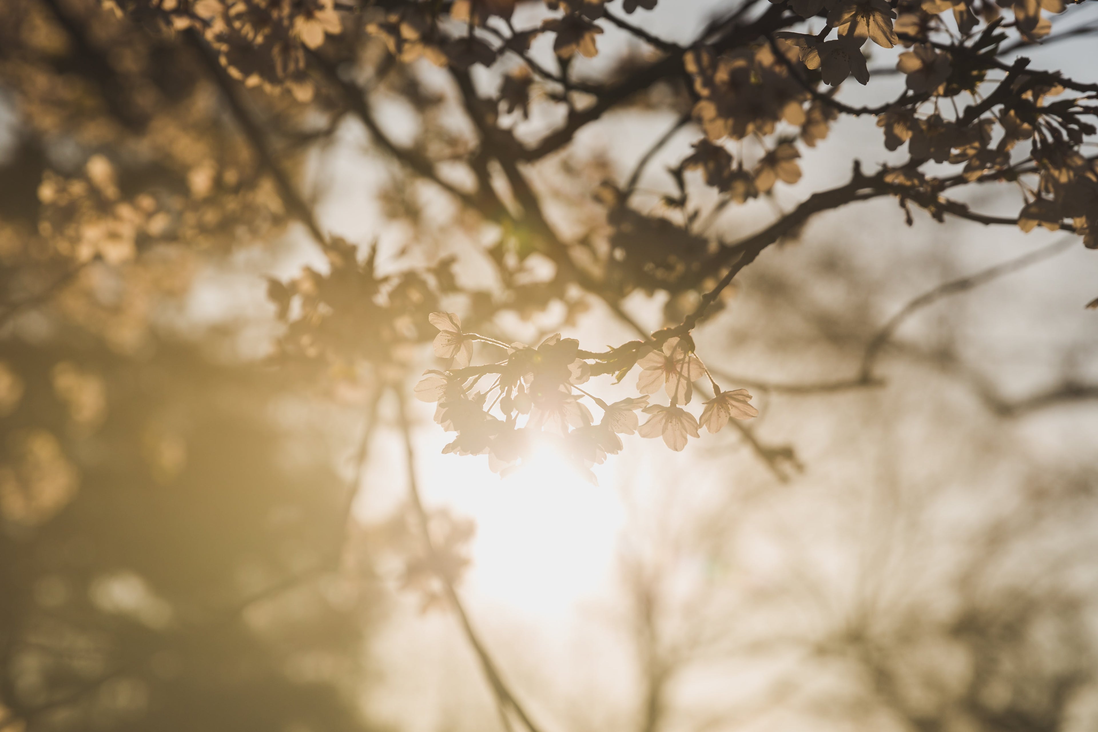 Shade Trees - End of Spring Blow Out!
